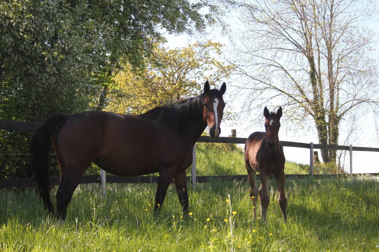 Merrie Selle Français Te koop 2007 Donker bruin / bai ,  ALLEGRETO