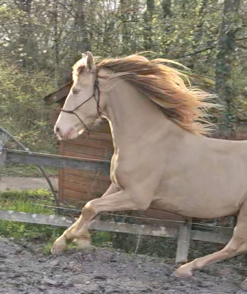 Ruin PRE Puur Ras Spaans Te koop 2016 Perlino