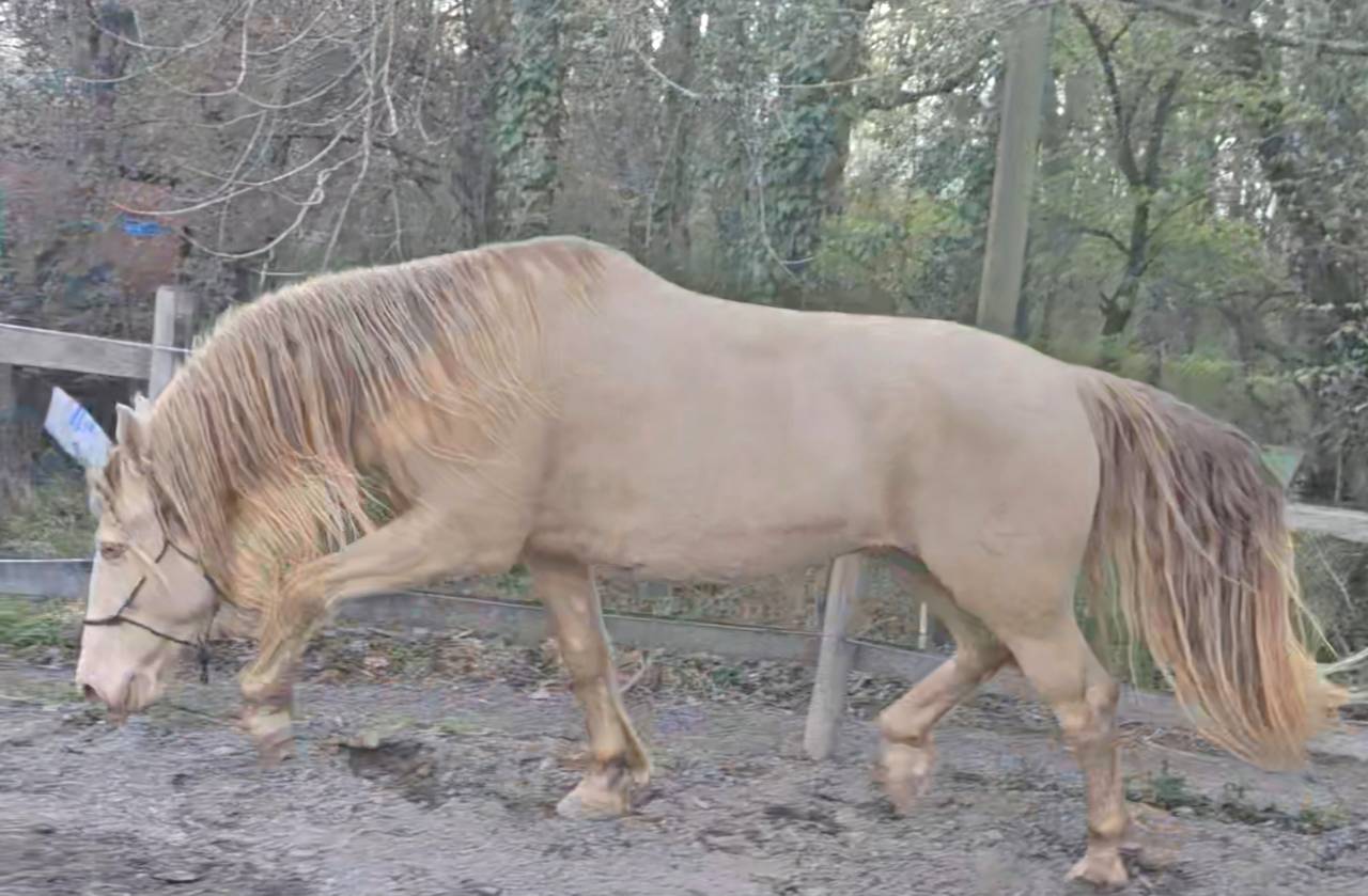 Ruin PRE Puur Ras Spaans Te koop 2016 Perlino