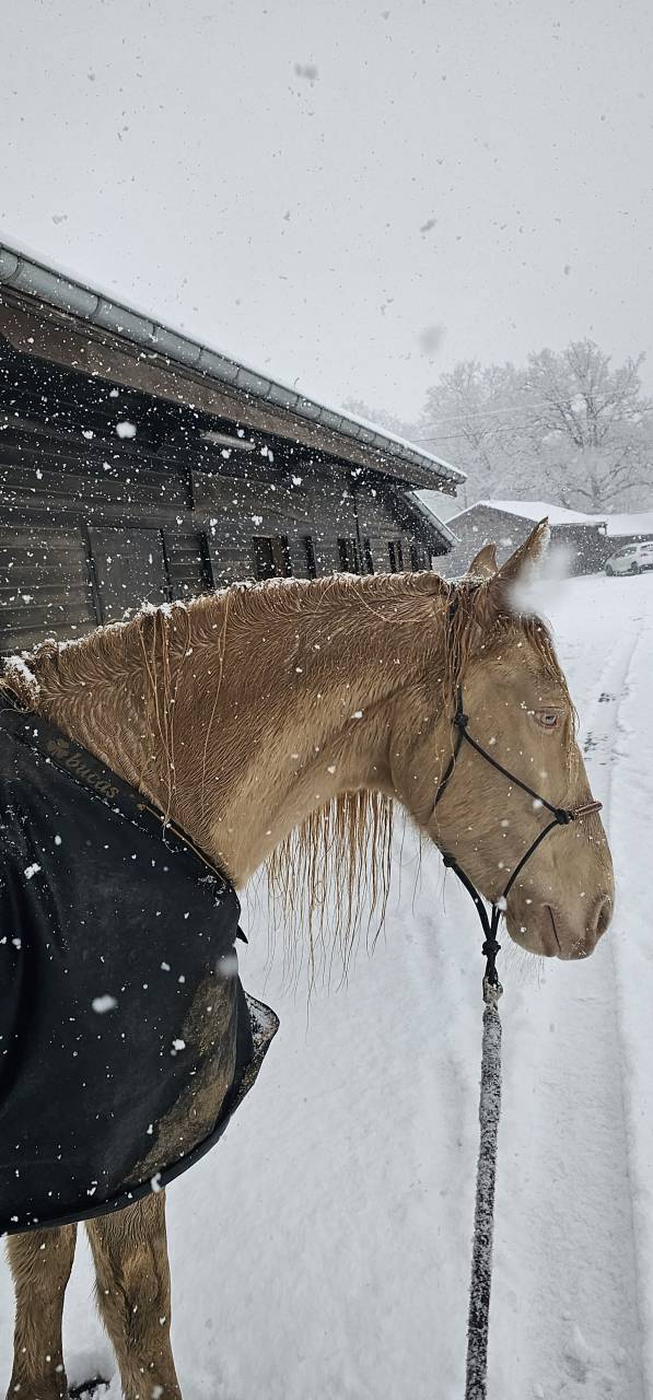 Ruin PRE Puur Ras Spaans Te koop 2016 Perlino
