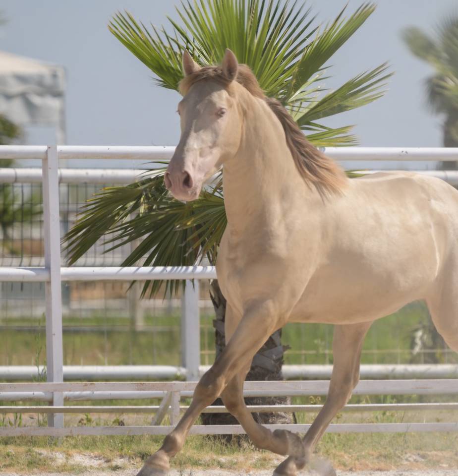 Ruin PRE Puur Ras Spaans Te koop 2016 Perlino