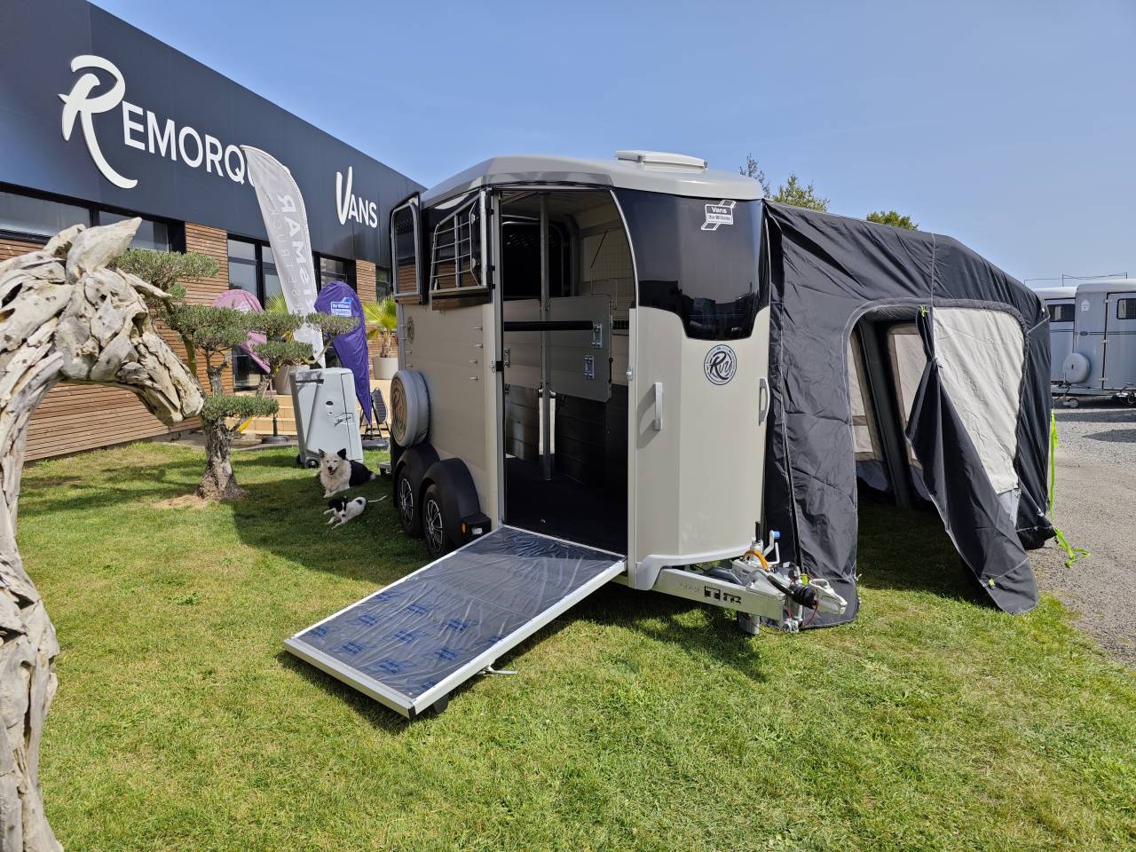 Paardentrailers Ifor Williams Hbx506 2 Paarden 2025 Nieuw