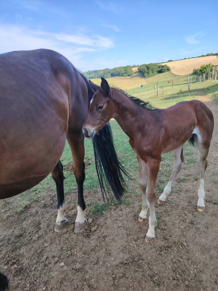 Veulen (vr) Selle Français Te koop 2025 Bruin / Bai ,  Uncognito bois margot