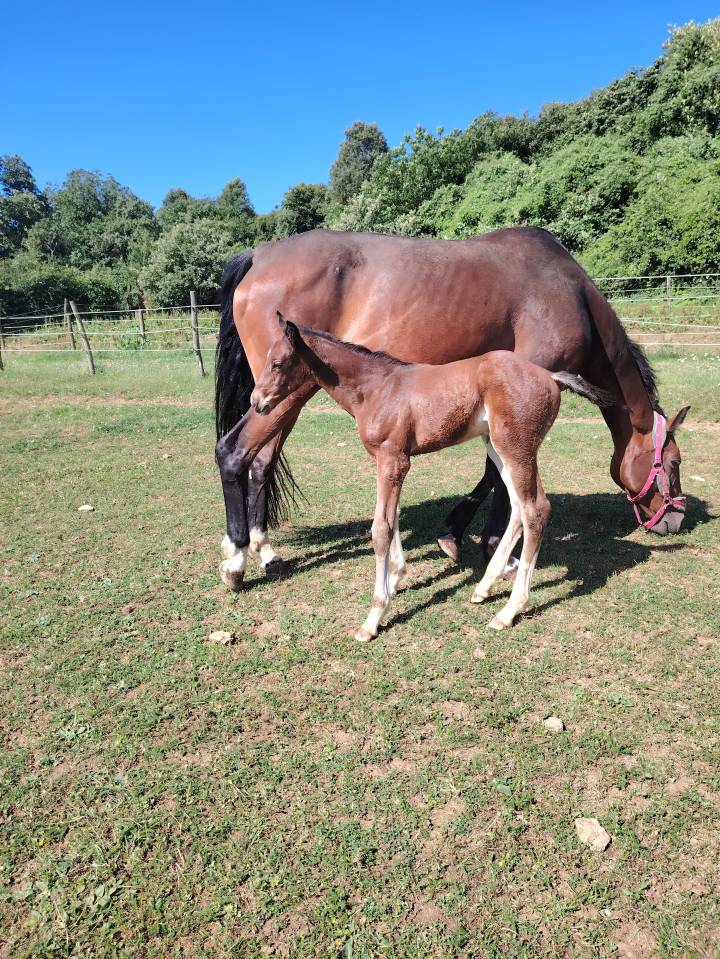 Veulen (vr) Selle Français Te koop 2025 Bruin / Bai ,  Uncognito bois margot