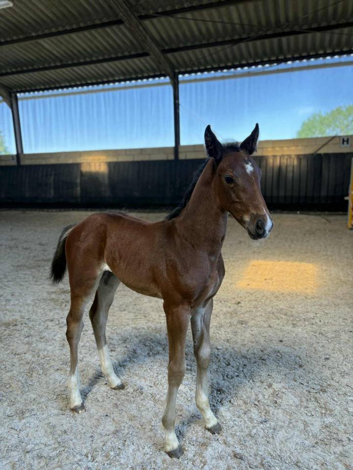 Veulen (vr) Selle Français Te koop 2025 Bruin / Bai ,  Uncognito bois margot