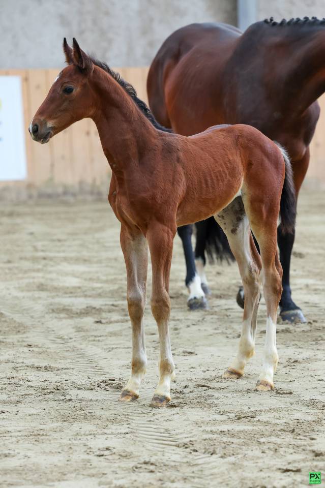 Veulen (vr) Selle Français Te koop 2025 Bruin / Bai ,  Uncognito bois margot