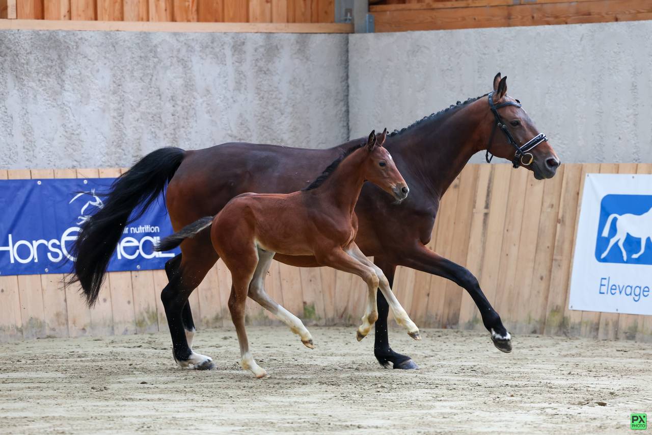 Veulen (vr) Selle Français Te koop 2025 Bruin / Bai ,  Uncognito bois margot