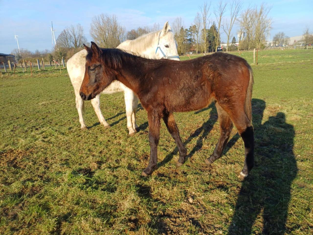 Veulen (vr) Zangersheide Te koop 2024 Bruin / Bai ,  COMMILF’OH de la Marchette