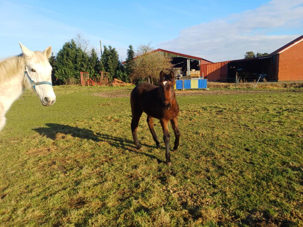 Veulen (vr) Zangersheide Te koop 2024 Bruin / Bai ,  COMMILF’OH de la Marchette
