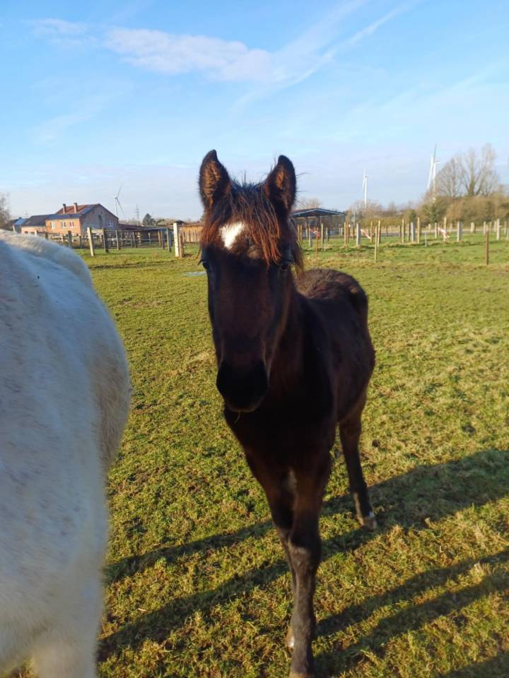 Veulen (vr) Zangersheide Te koop 2024 Bruin / Bai ,  COMMILF’OH de la Marchette