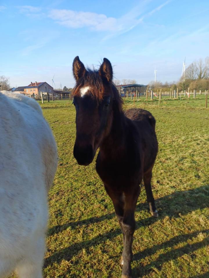 Veulen (vr) Zangersheide Te koop 2024 Bruin / Bai ,  COMMILF’OH de la Marchette