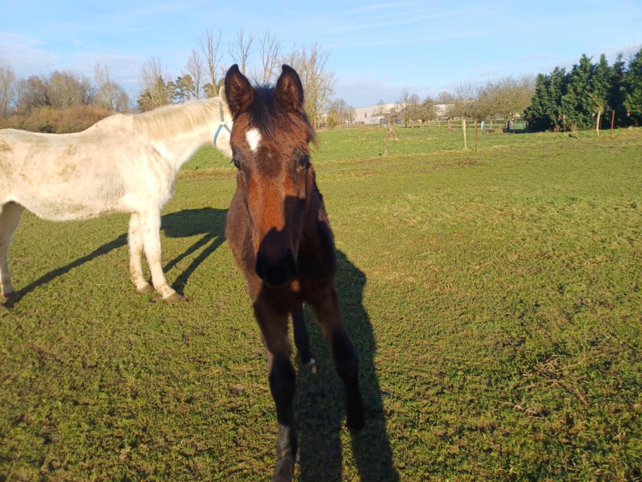 Veulen (vr) Zangersheide Te koop 2024 Bruin / Bai ,  COMMILF’OH de la Marchette