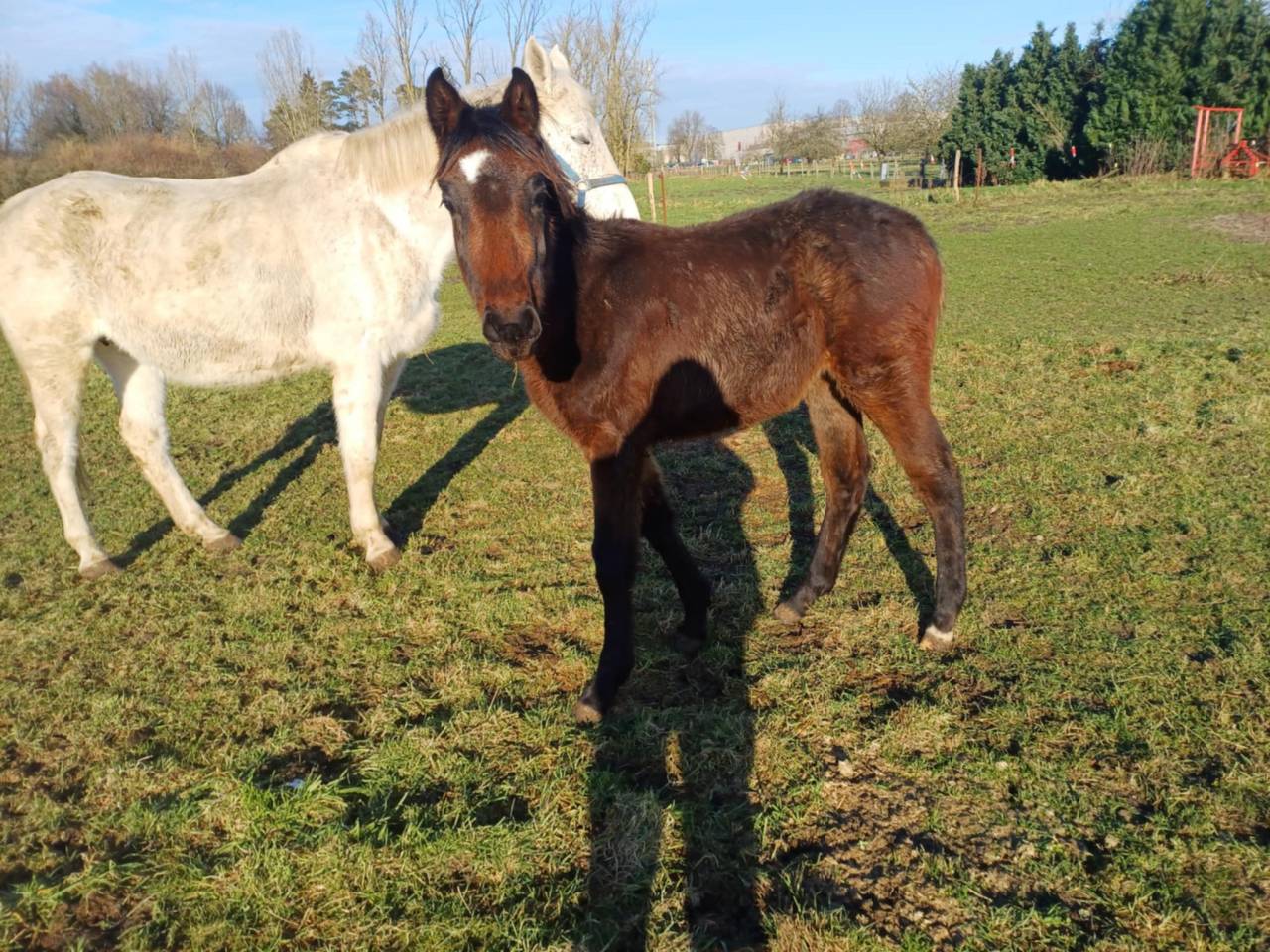 Veulen (vr) Zangersheide Te koop 2024 Bruin / Bai ,  COMMILF’OH de la Marchette