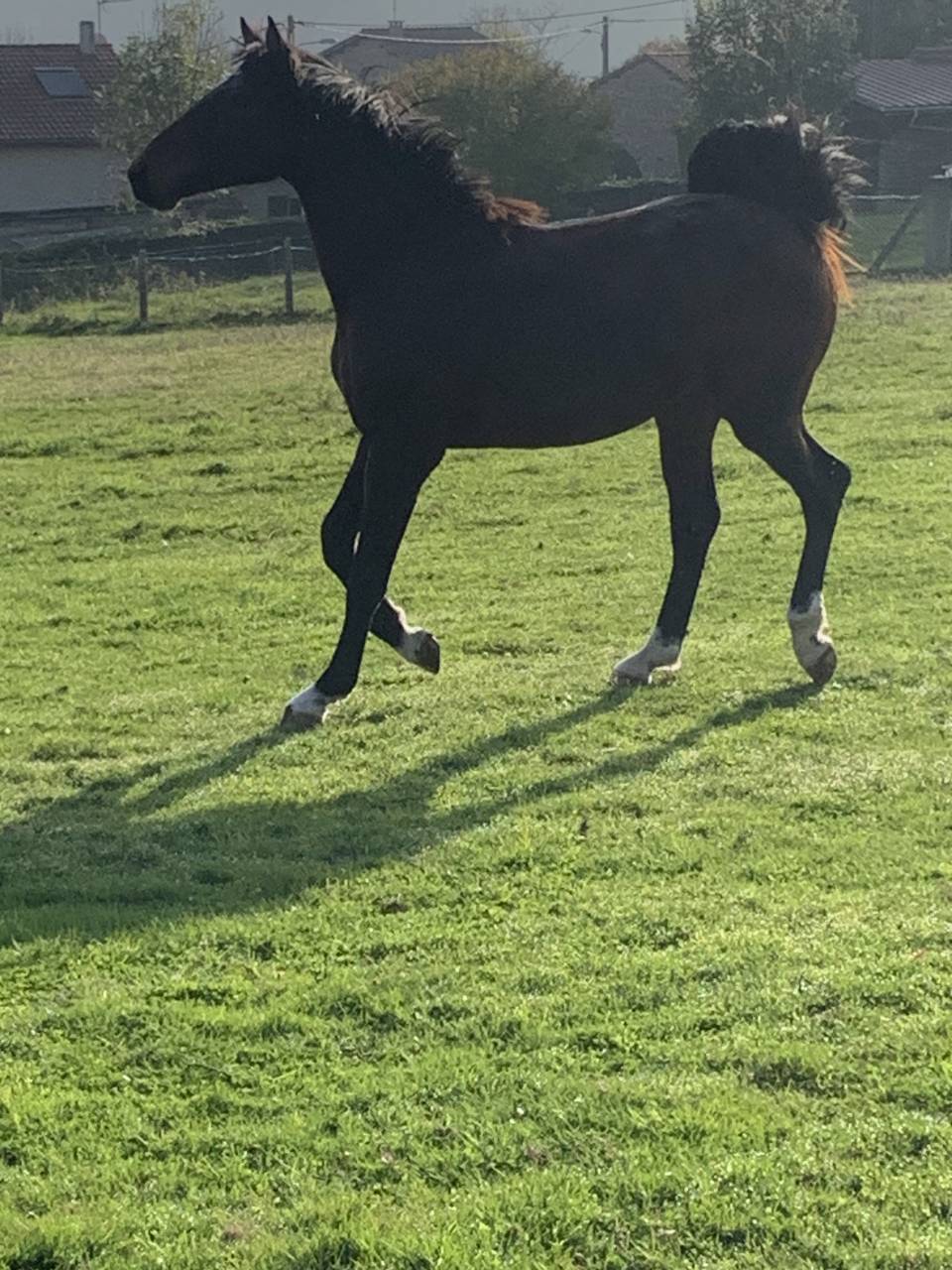 Hengst Selle Français Te koop 2023 Donker bruin / bai ,  Jilbert van't ruytershof
