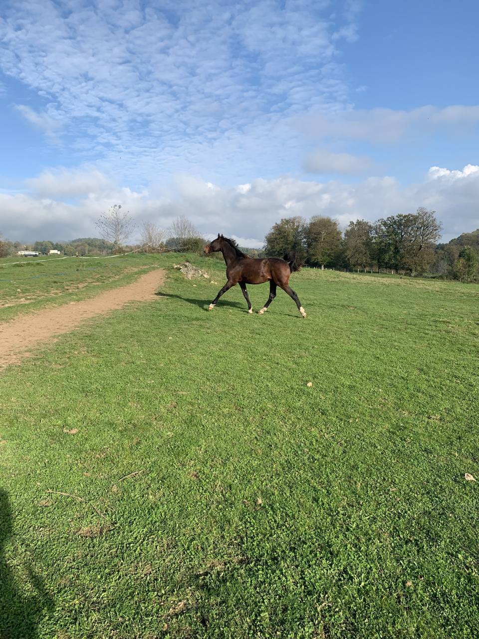 Hengst Selle Français Te koop 2023 Donker bruin / bai ,  Jilbert van't ruytershof