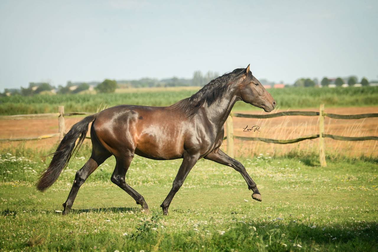 BIEN DE SCUDERIA - PRE Puur Ras Spaans 2021 ,  Poeta de Susaeta