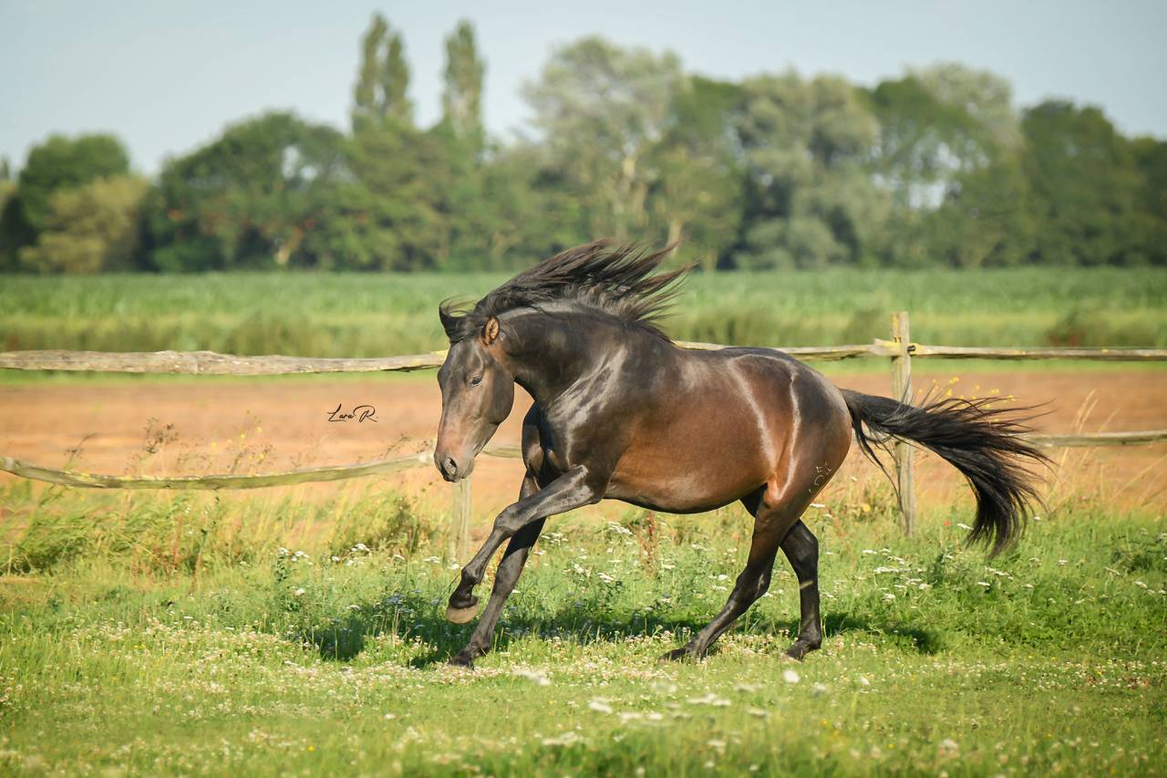 BIEN DE SCUDERIA - PRE Puur Ras Spaans 2021 ,  Poeta de Susaeta