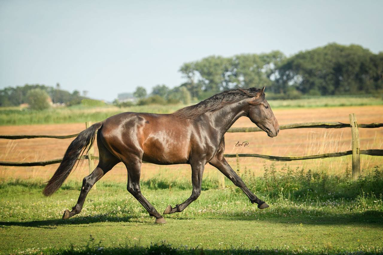 BIEN DE SCUDERIA - PRE Puur Ras Spaans 2021 ,  Poeta de Susaeta