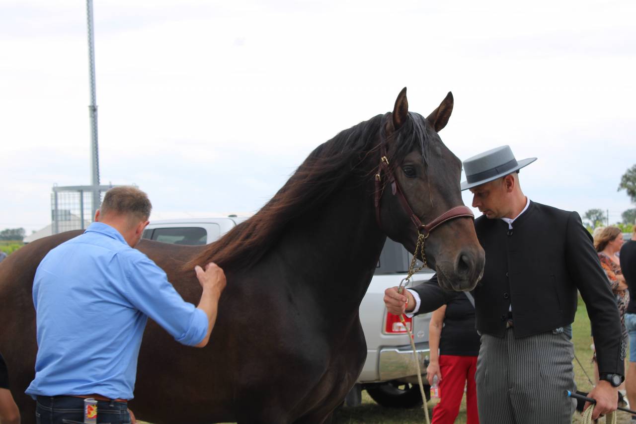 BIEN DE SCUDERIA - PRE Puur Ras Spaans 2021 ,  Poeta de Susaeta