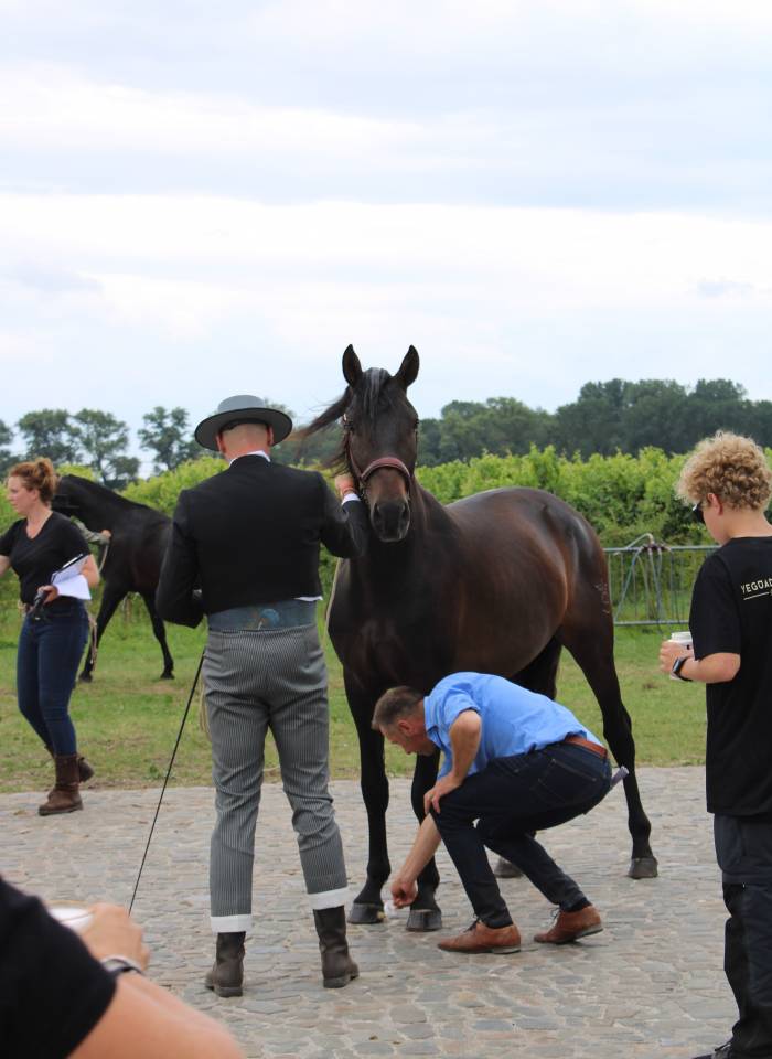 BIEN DE SCUDERIA - PRE Puur Ras Spaans 2021 ,  Poeta de Susaeta