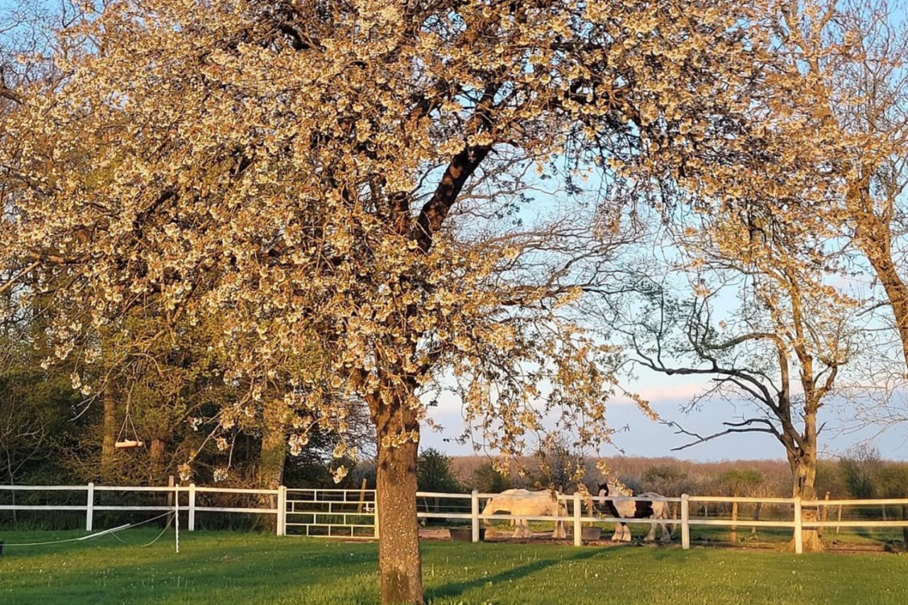 Hippisch vastgoed Koop Eure