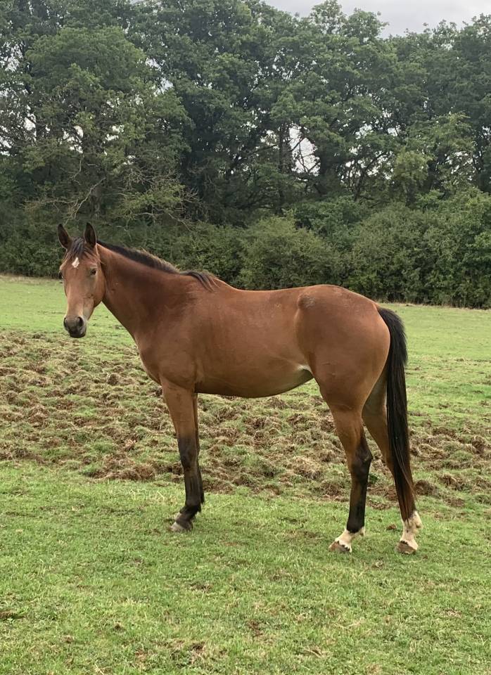 Merrie Selle Français Te koop 2019 Donker bruin / bai ,  Espoir du faubourg