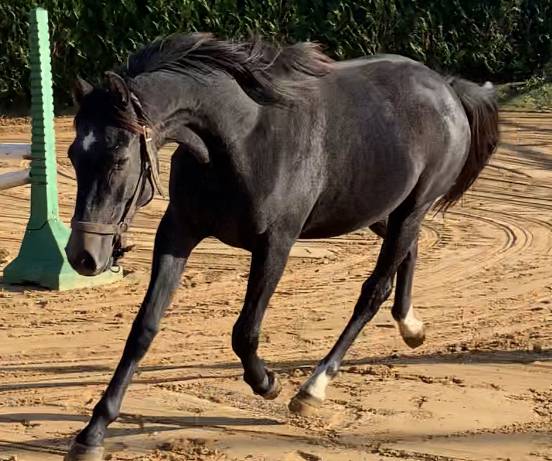 Merrie Selle Français Te koop 2019 Schimmel ,  CASALL