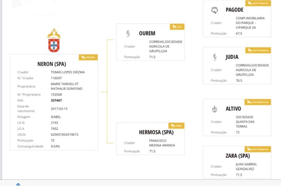 Neron - Lusitano 2018 ,  Ourem