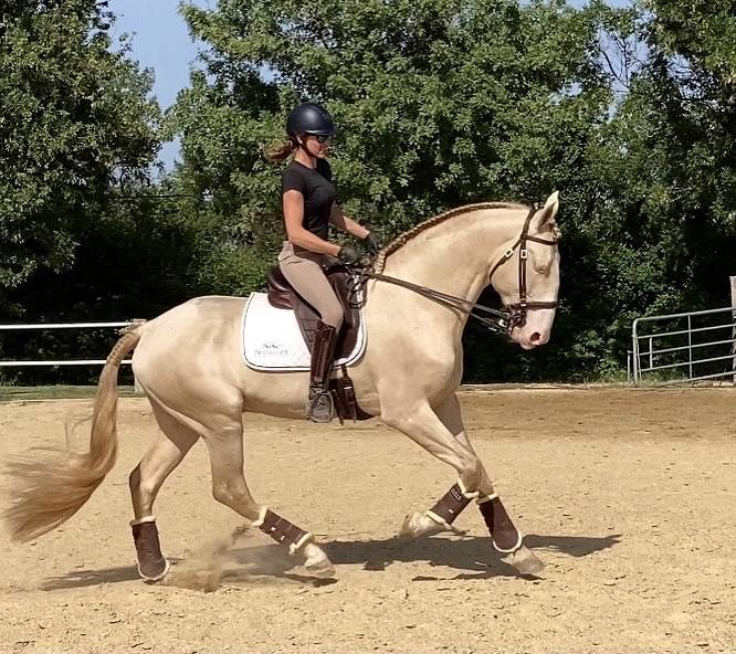 Neron - Lusitano 2018 ,  Ourem