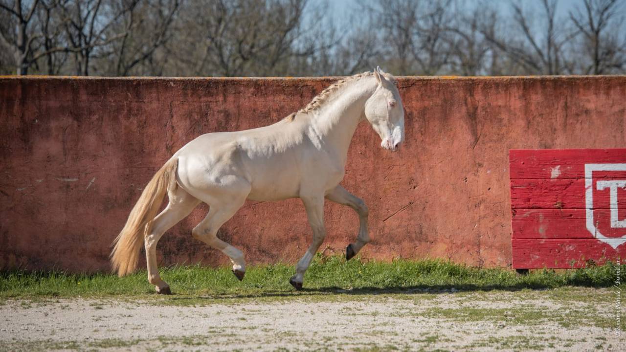 Neron - Lusitano 2018 ,  Ourem