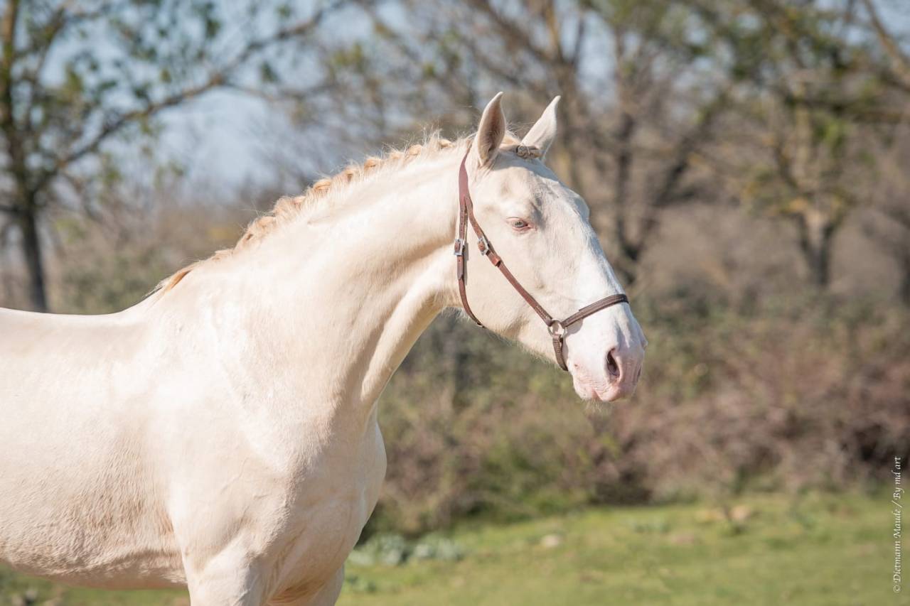 Neron - Lusitano 2018 ,  Ourem