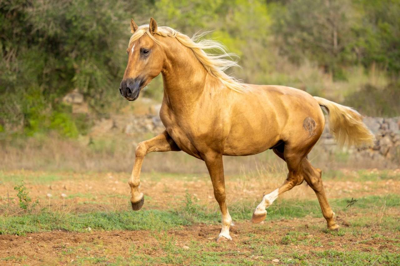 Nene Olivares - PRE Puur Ras Spaans 2021 ,  REVOLTOSO XXIX