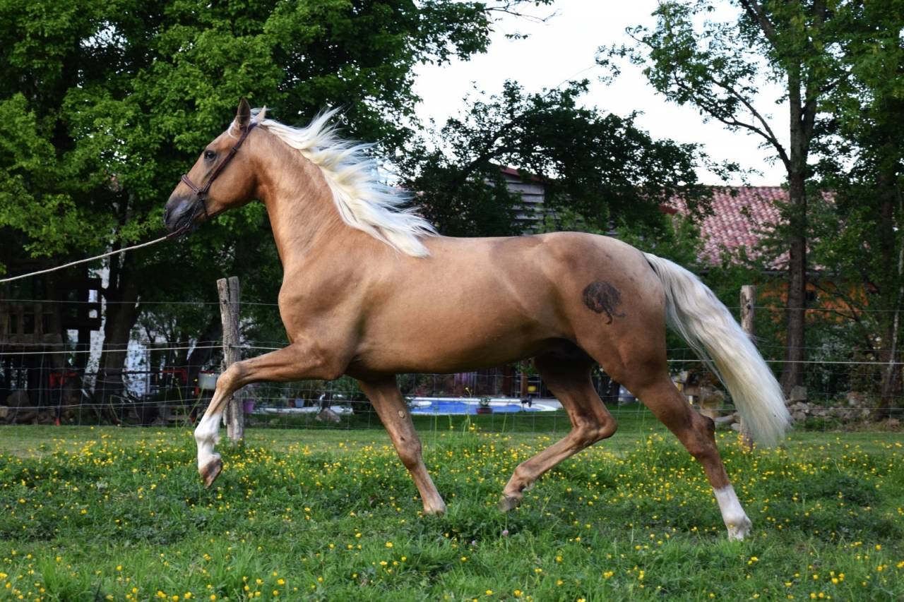 Nene Olivares - PRE Puur Ras Spaans 2021 ,  REVOLTOSO XXIX