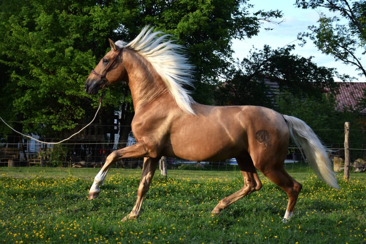 Nene Olivares - PRE Puur Ras Spaans 2021 ,  REVOLTOSO XXIX