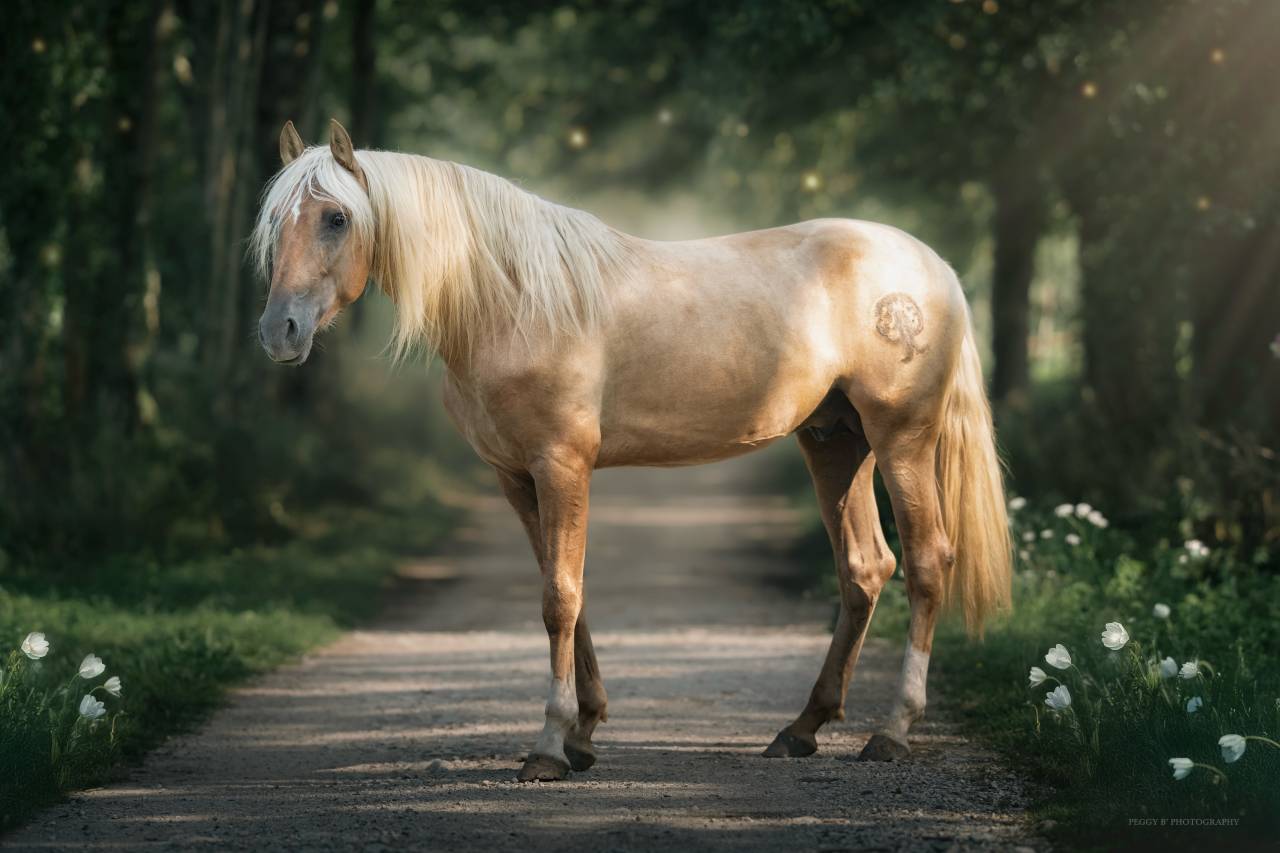 Nene Olivares - PRE Puur Ras Spaans 2021 ,  REVOLTOSO XXIX