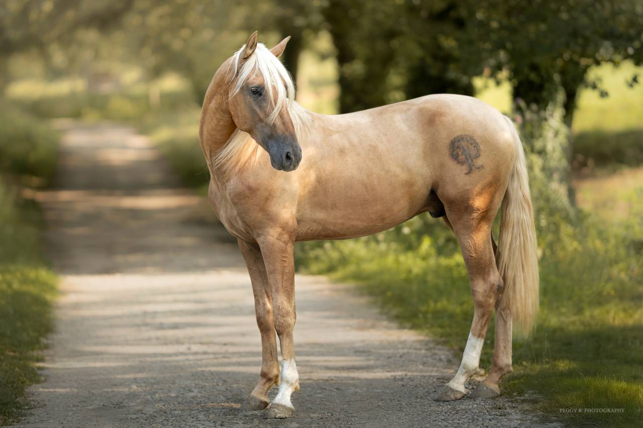Nene Olivares - PRE Puur Ras Spaans 2021 ,  REVOLTOSO XXIX