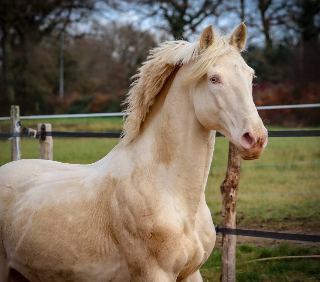 Delirio de Bouchetis  - AES Anglo European Studbook 2013 ,  ROBADOR
