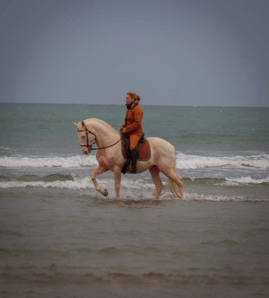 Delirio de Bouchetis  - AES Anglo European Studbook 2013 ,  ROBADOR