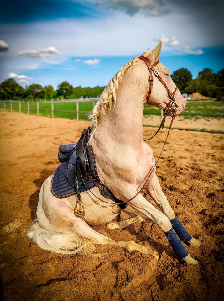 Delirio de Bouchetis  - AES Anglo European Studbook 2013 ,  ROBADOR