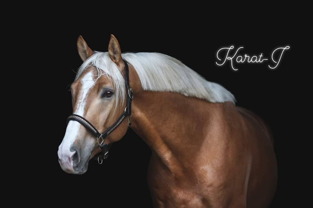 Karat-J  - Wielkopolski  2019 ,  Arktos