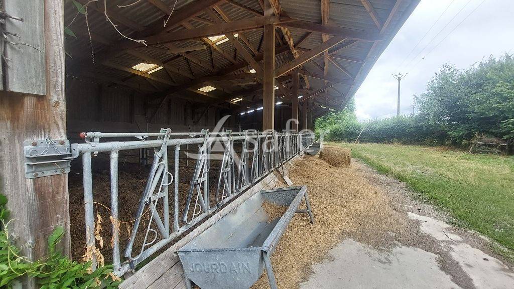 Schapen exploitatie Koop Creuse