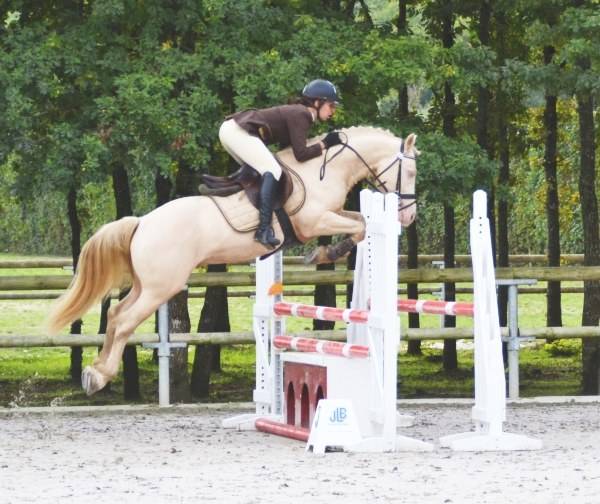 UBIWAN DES COLINES - Welsh Pony (Section D), Welsh Cob  2008 ,  Garnement La Br&eacute;e