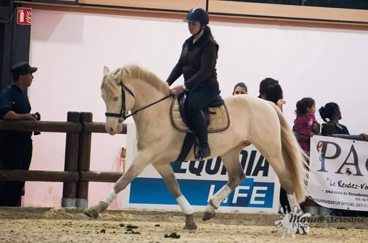 UBIWAN DES COLINES - Welsh Pony (Section D), Welsh Cob  2008 ,  Garnement La Br&eacute;e