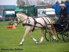 UBIWAN DES COLINES - Welsh Pony (Section D), Welsh Cob  2008 ,  Garnement La Br&eacute;e