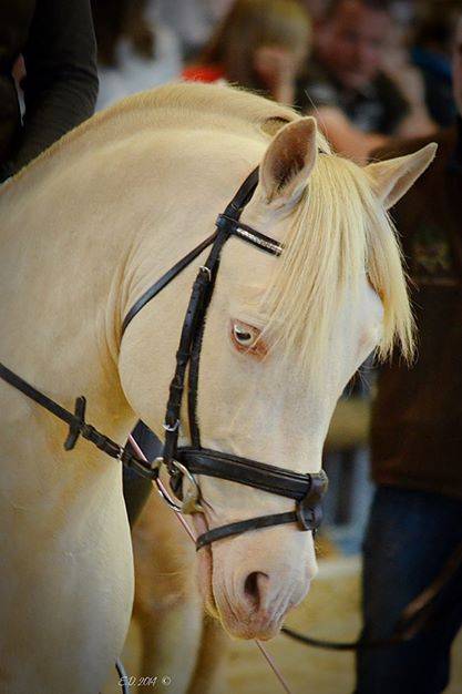 UBIWAN DES COLINES - Welsh Pony (Section D), Welsh Cob  2008 ,  Garnement La Br&eacute;e