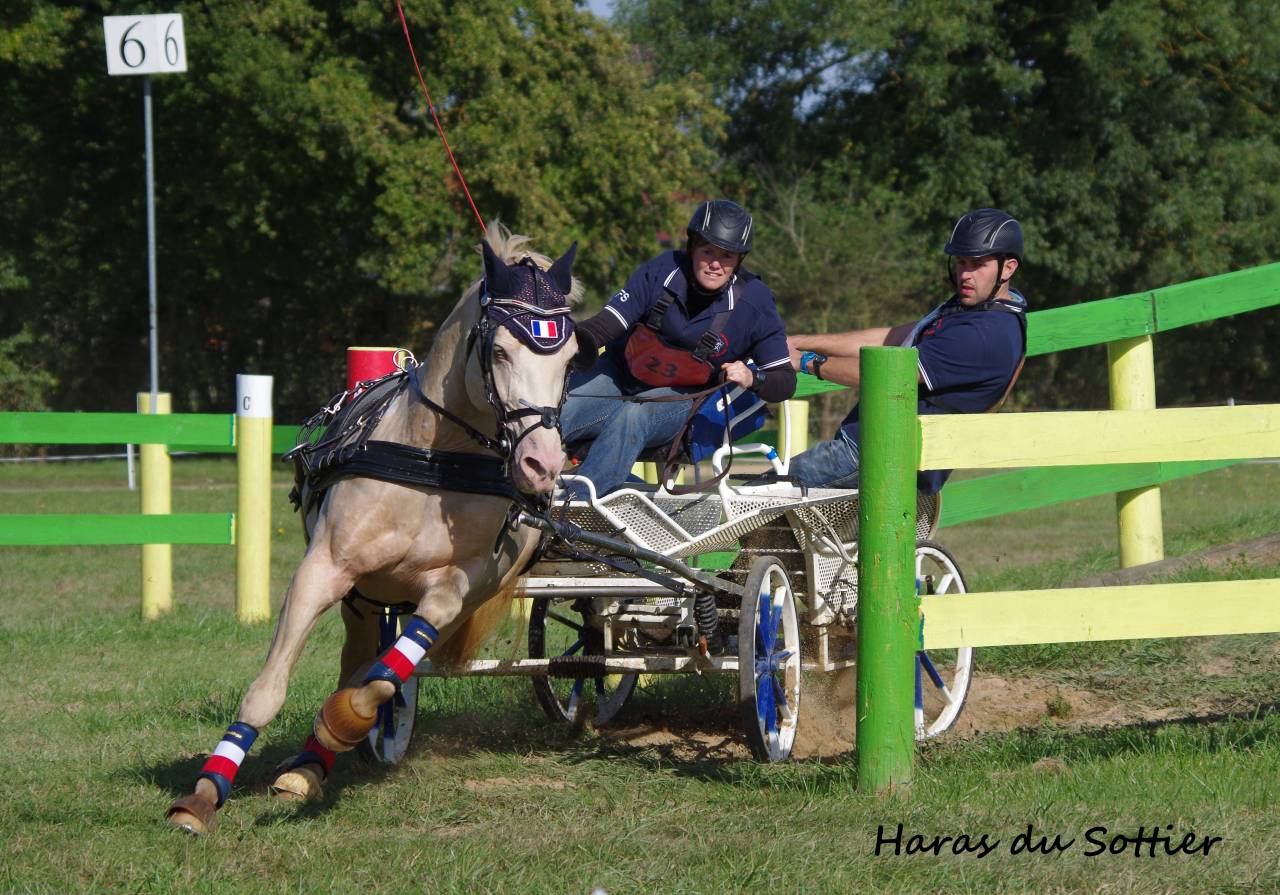 UBIWAN DES COLINES - Welsh Pony (Section D), Welsh Cob  2008 ,  Garnement La Br&eacute;e