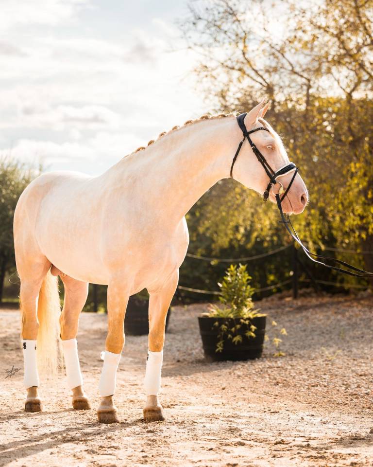 Allaus III - PRE Puur Ras Spaans 2019 ,  GITANO BS