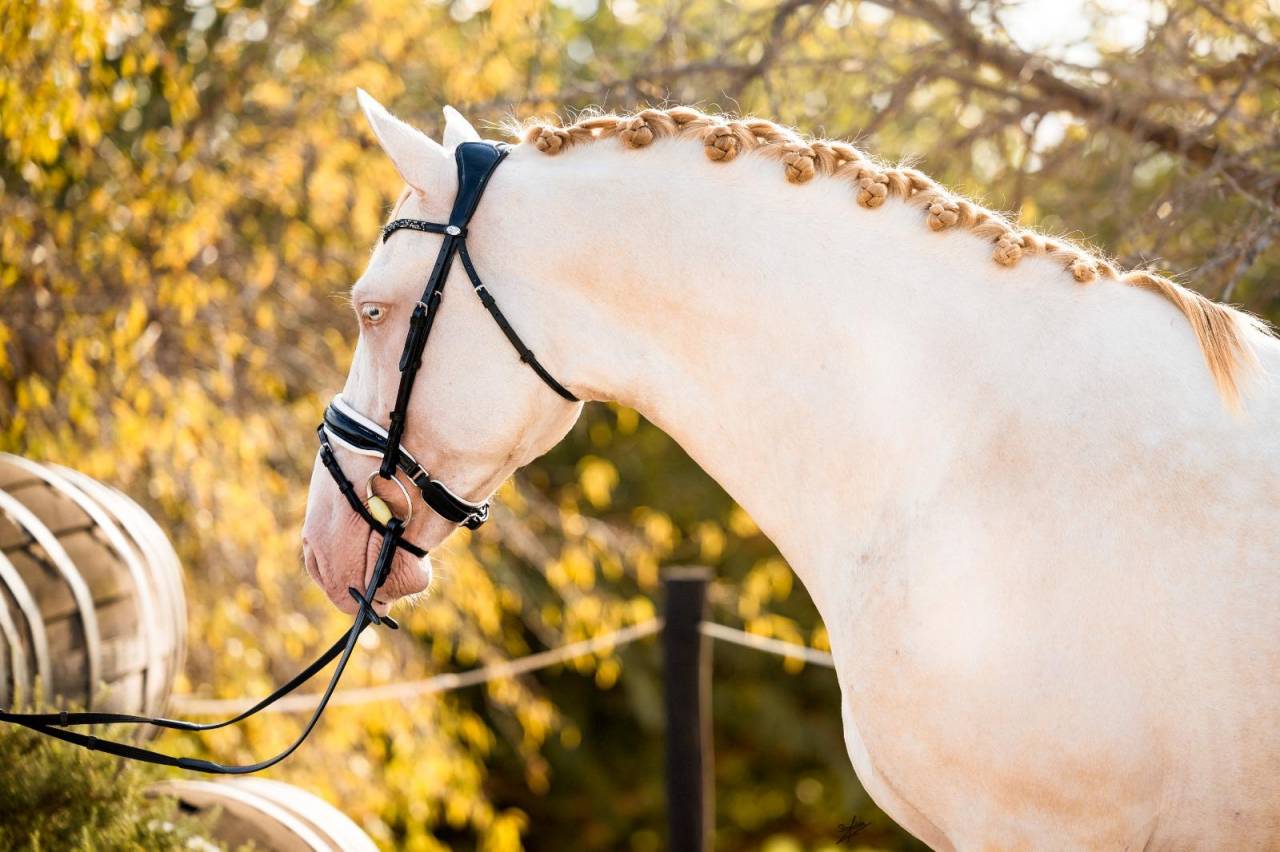 Allaus III - PRE Puur Ras Spaans 2019 ,  GITANO BS