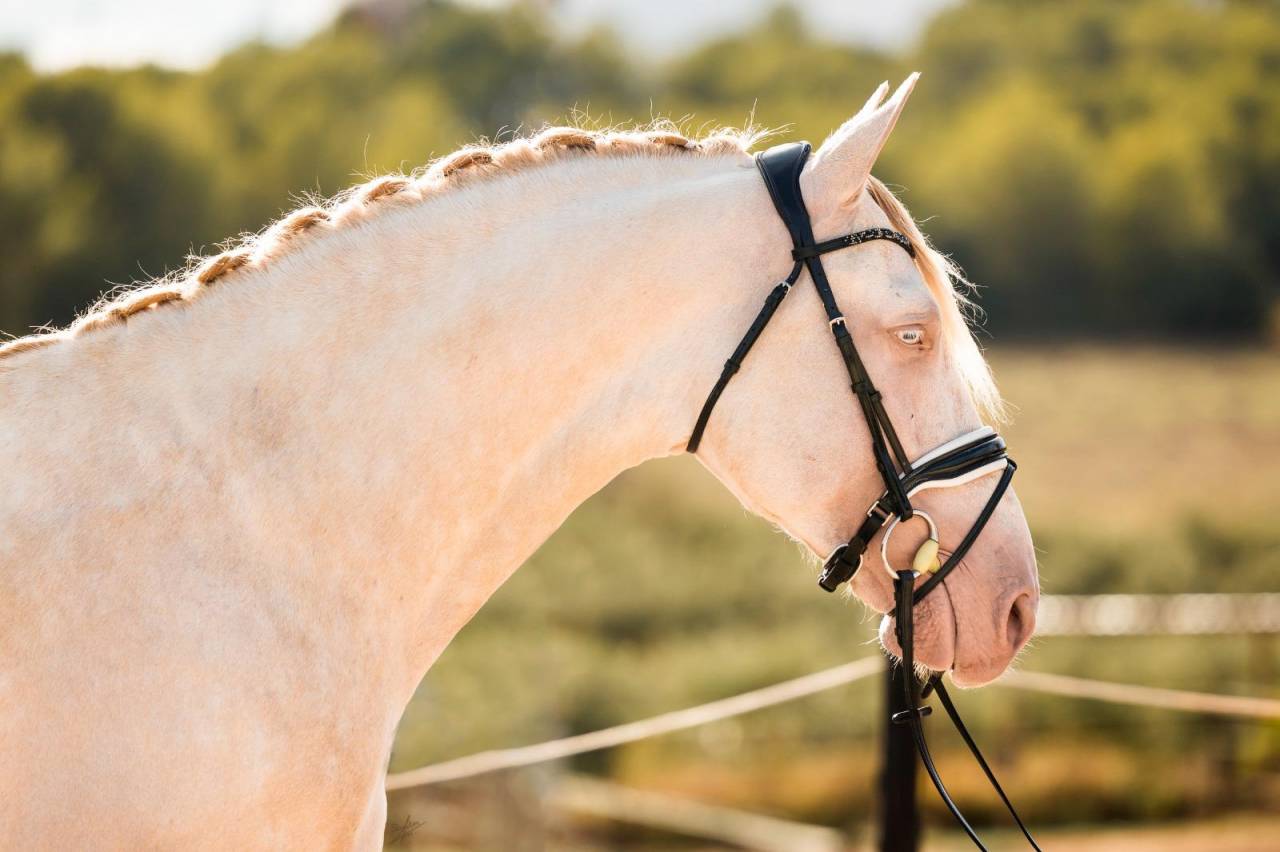 Allaus III - PRE Puur Ras Spaans 2019 ,  GITANO BS