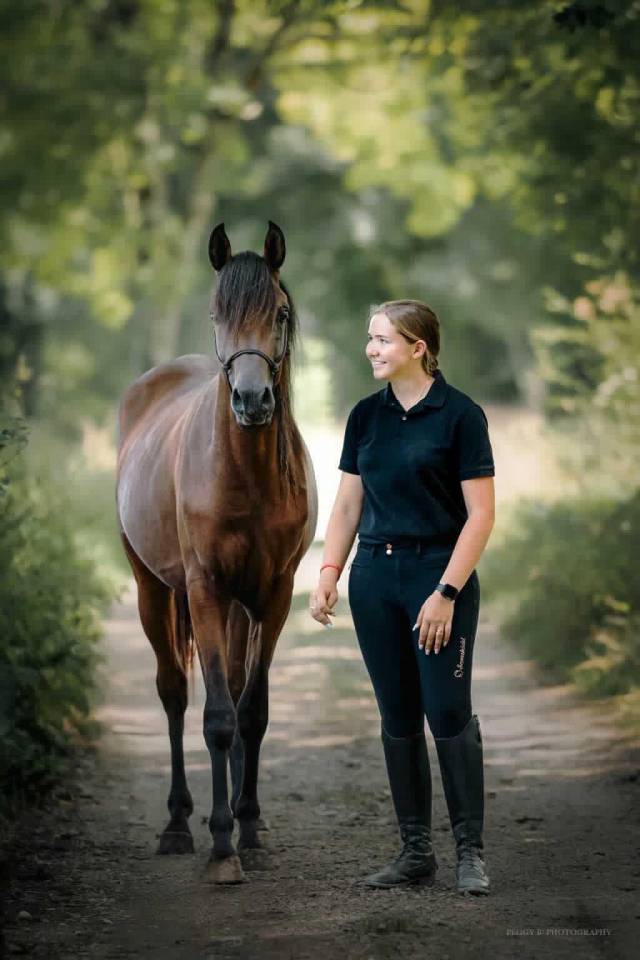 Azzaro de gacia - Arabisch volbloed 2022 ,  LAZEEZ AL SHAHANIA